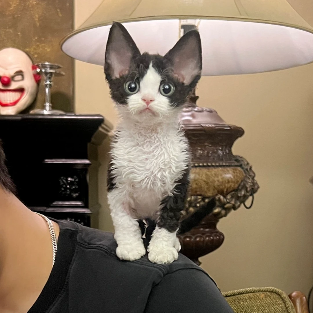 黑白开脸德文卷毛猫弟弟Beck(贝克)猫咪活体MSY喵四爷猫舍