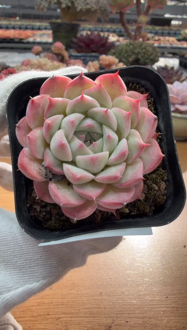 东云多肉园二店-139