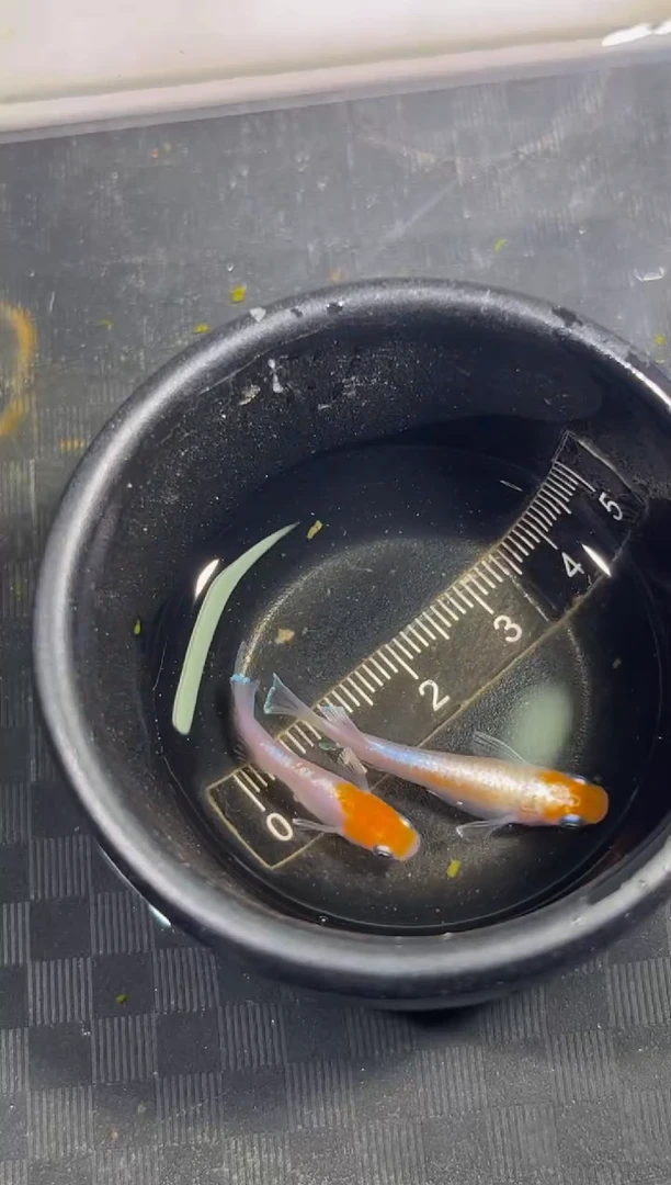 青鳉鱼观背青鳉一物一拍15