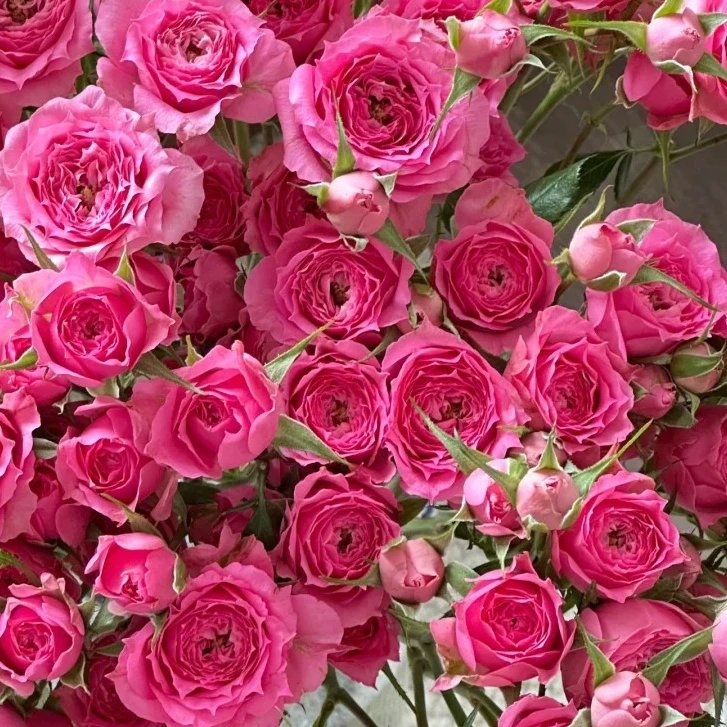 【苏菲】多头玫瑰一云南鲜花直发一件包邮 发货后不支持退款