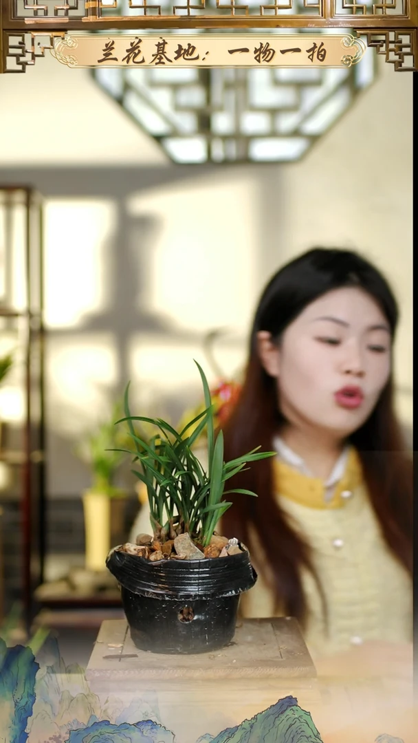 全部花苞翠盖带2花苞