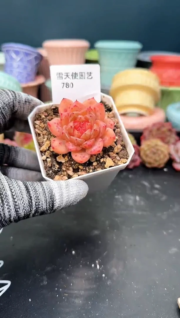 7  80 青山 （冠幅5. 5 cm）