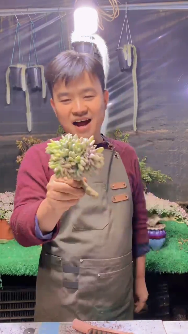 212淡雪缀化一物一拍