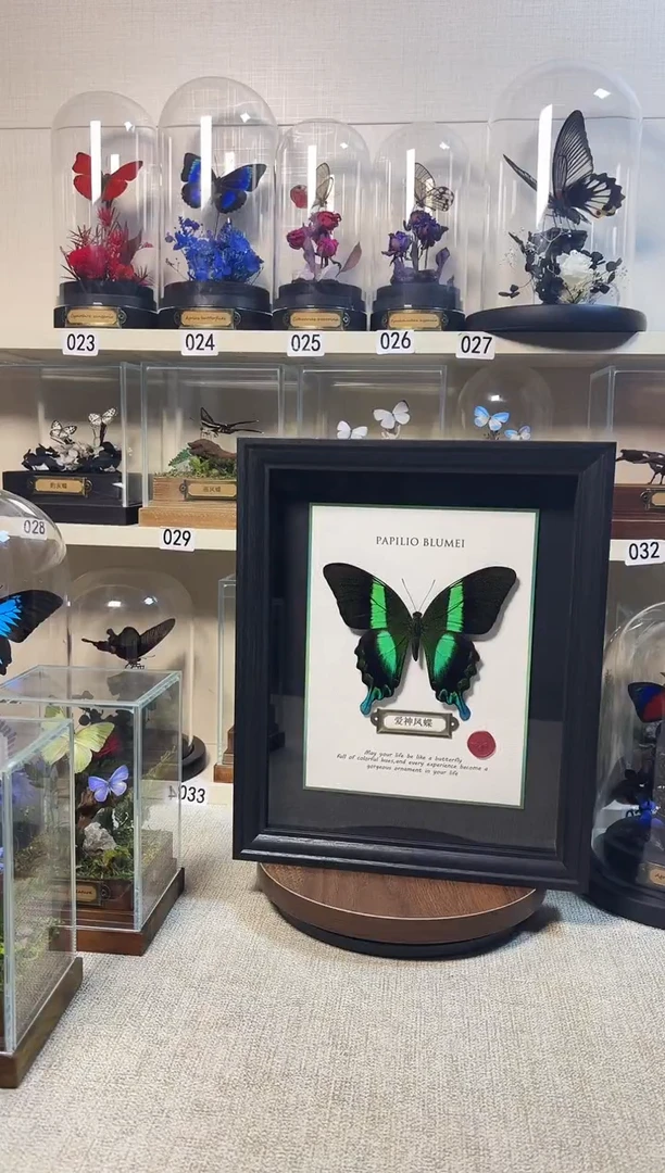 大自然的真实蝴蝶标本