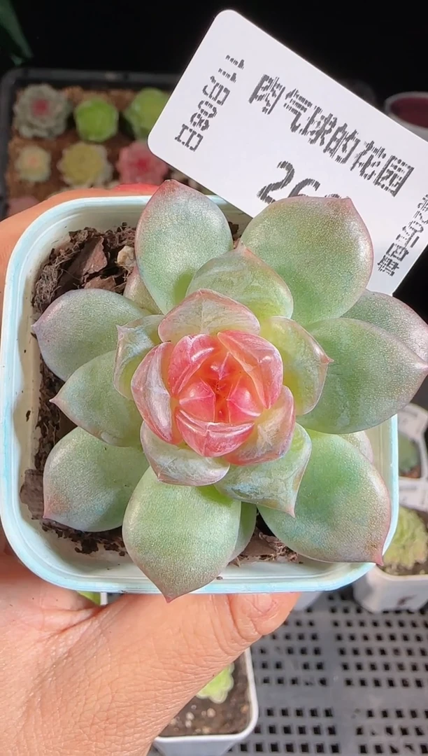 1108-266寒酥麦秆群不包整