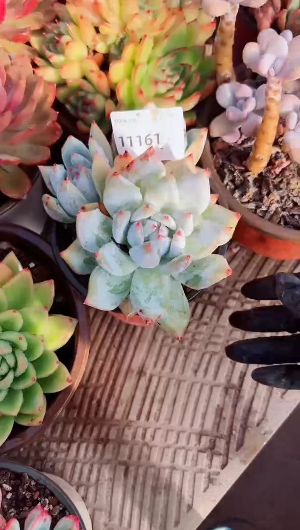 卉*多肉植物一物一拍11161