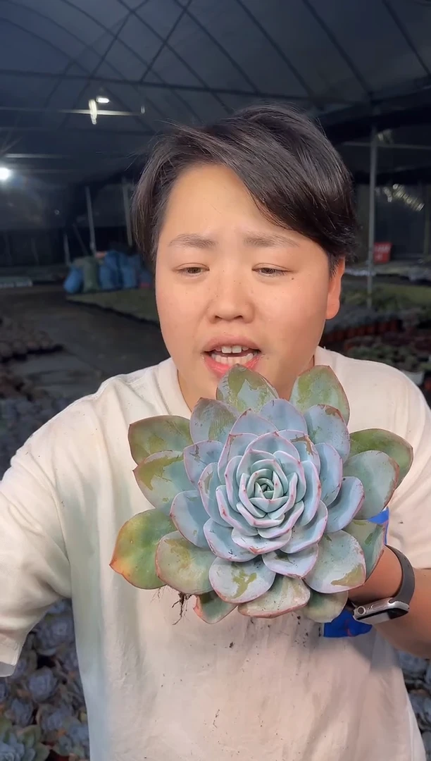 单头起布鲁兰3.99