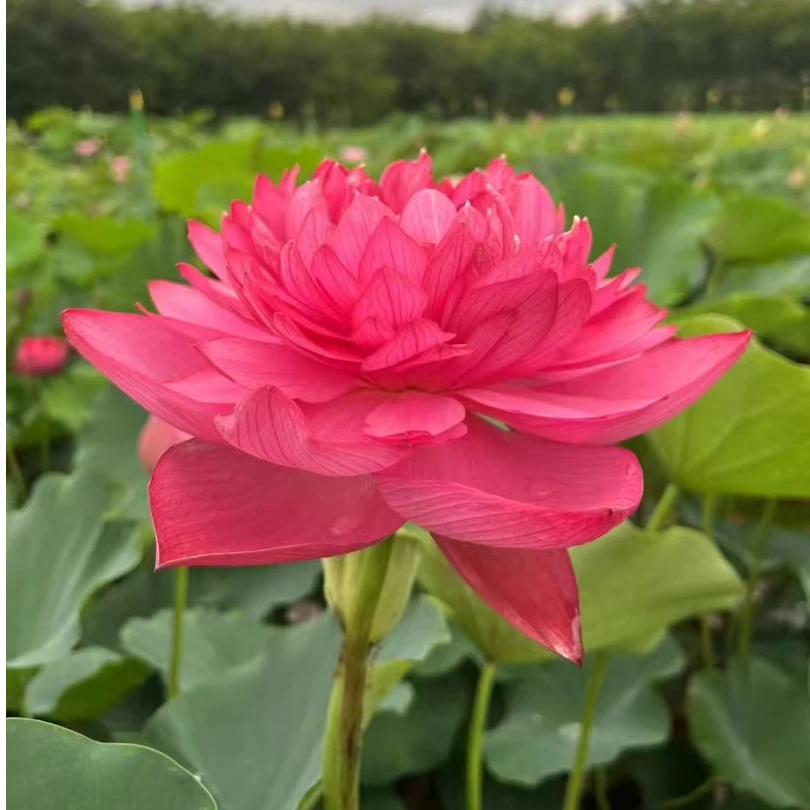 大型观赏荷花多色盆栽庭院阳台池塘鱼池种植