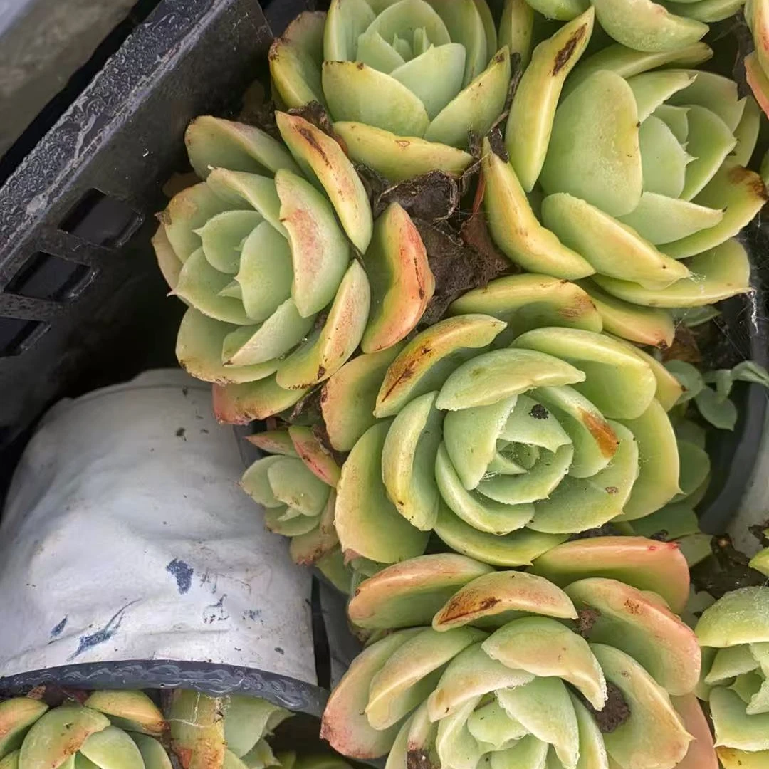 小盆多头星娜塔群 多肉满18包邮