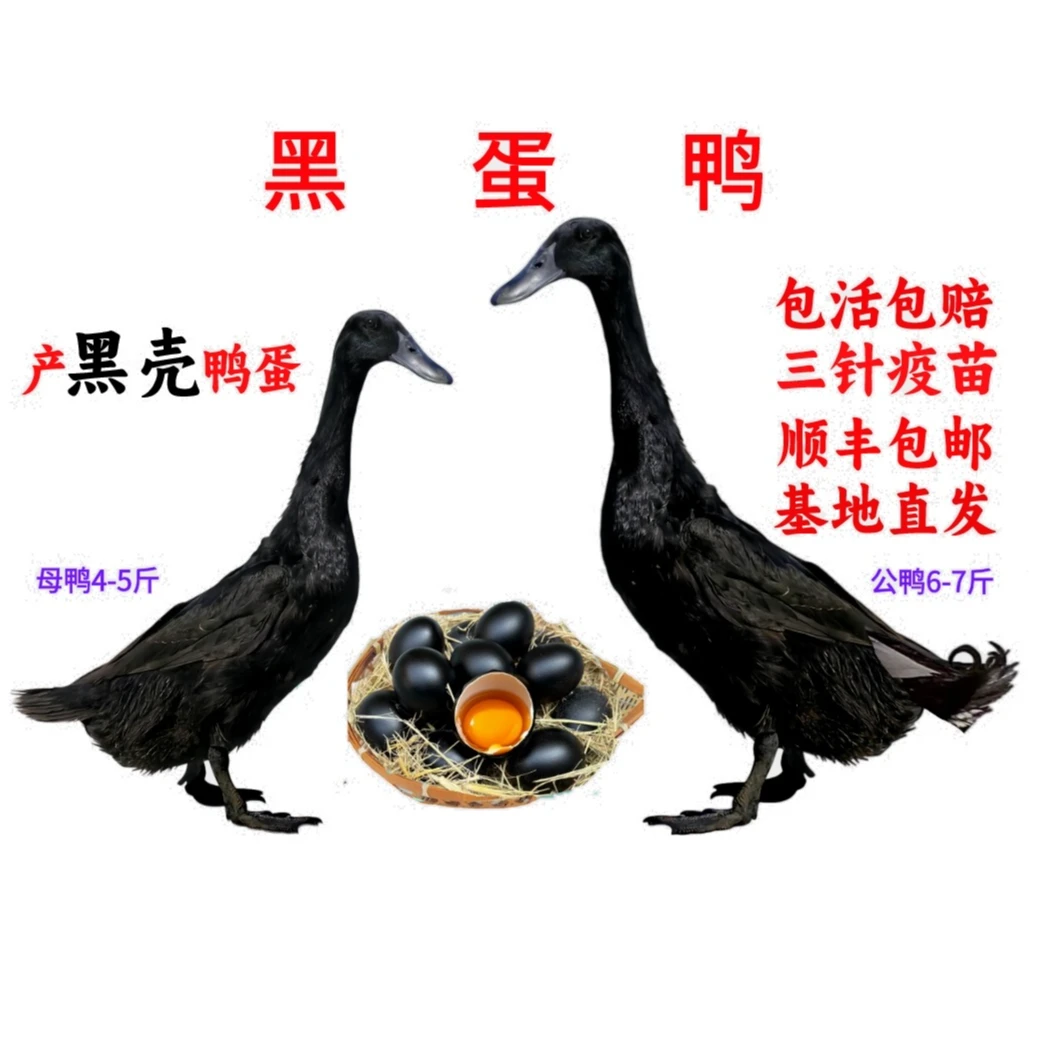 【黑蛋鸭】黑壳蛋鸭宠物鸭黑蛋鸭可以下黑的的黑鸭子黑蛋鸭黑蛋黑壳