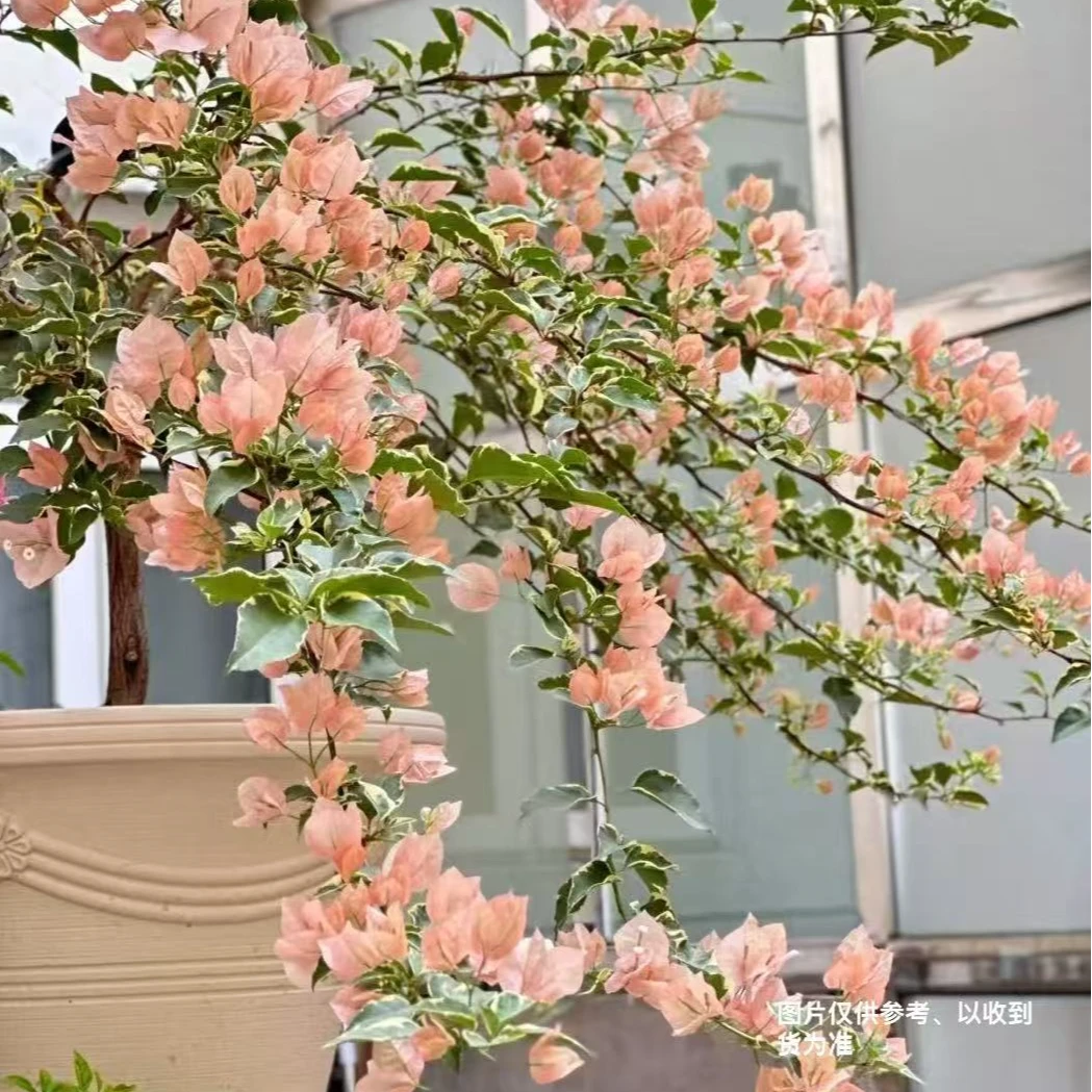 【马斯佩拉克】【包对版】三角梅四季开花爬藤飘枝好养护【无售后】