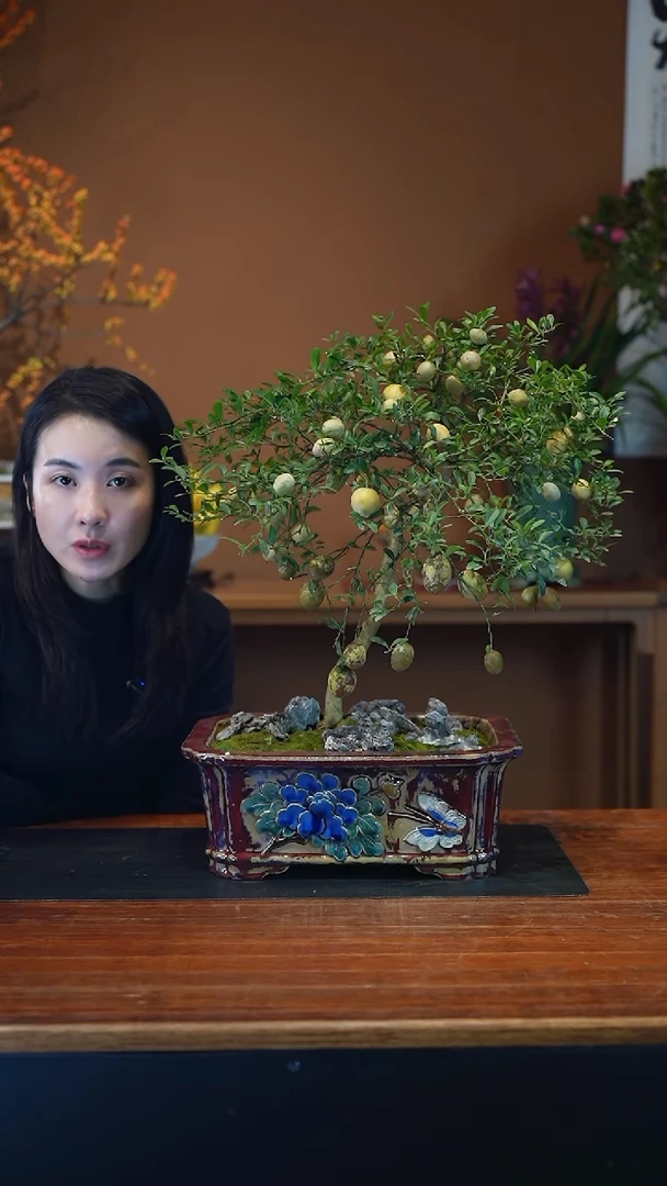 全部花朵手指柠檬盆景盆景盆景