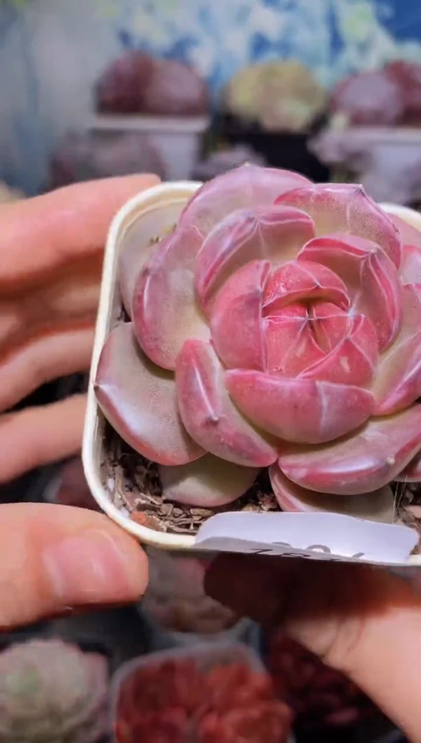 【闪购商品】181大黑熊