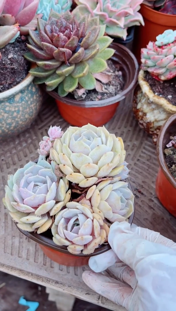 10190多肉植物一物一拍