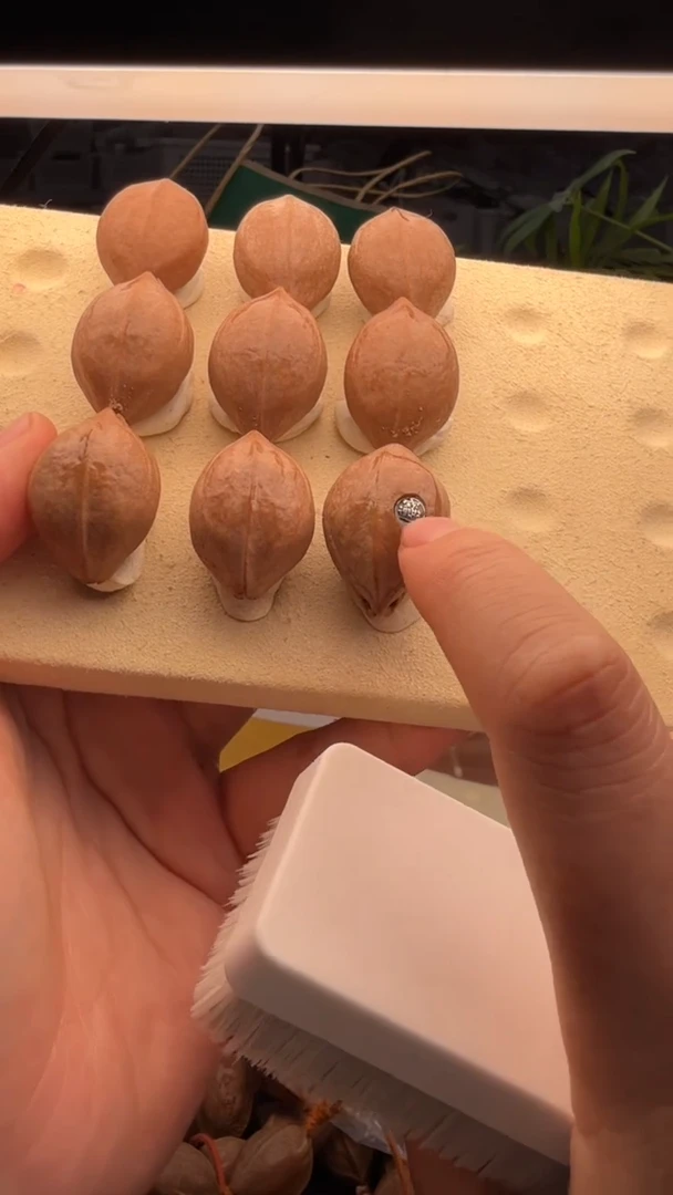 【闪购商品】橄榄核手串/手链橄榄核2.0*2.9铁核银标款
