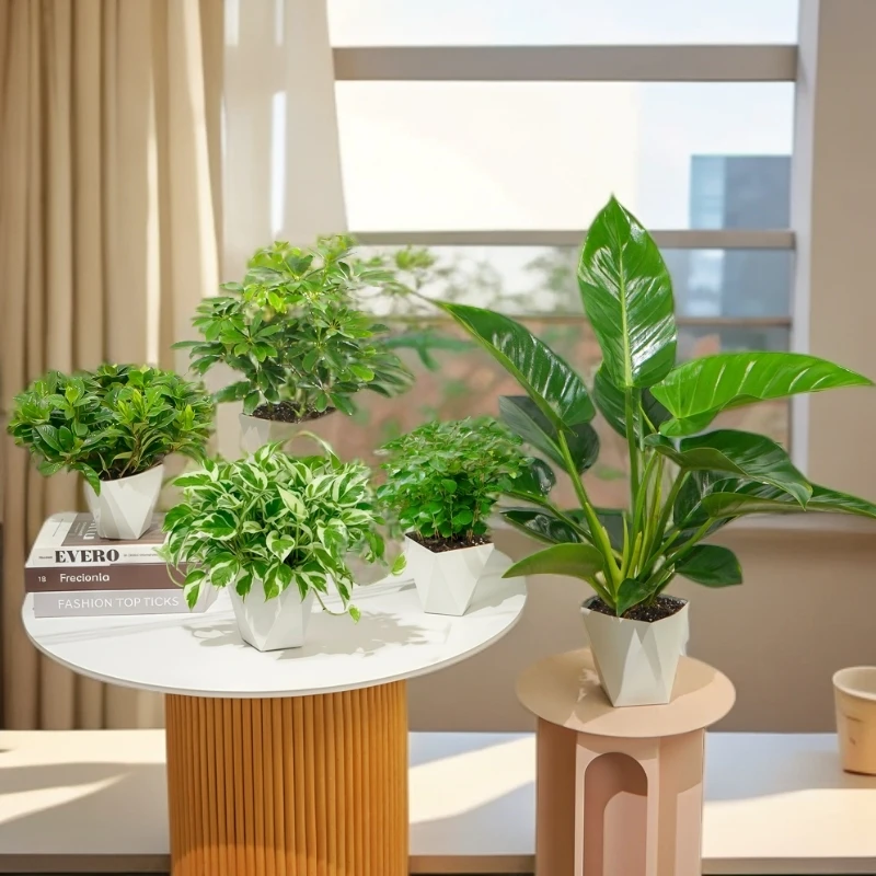【两大三小到手5盆】大叶金钻鸭脚木白金葛九里香栀子花绿植盆栽
