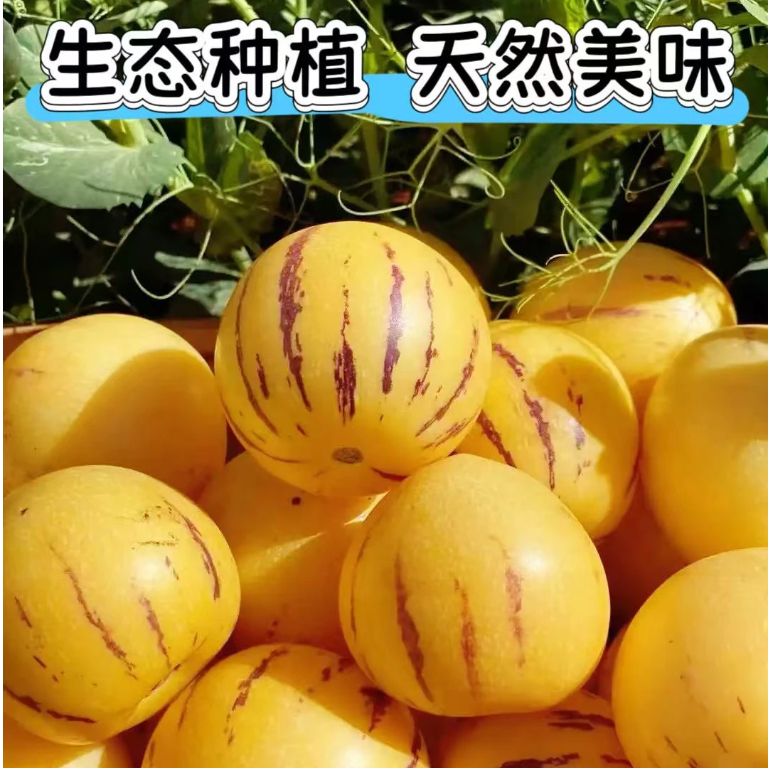 云南石林黄肉圆果果树上自然成熟清甜多汁新鲜批发水果