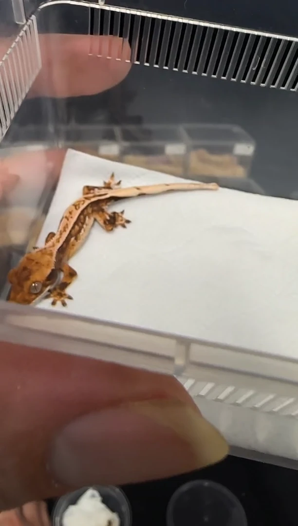 睫角守宫睫角守宫