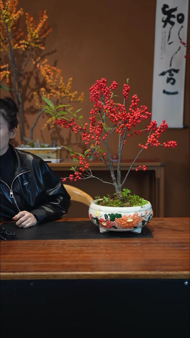 全部花朵冬青盆景盆景盆景