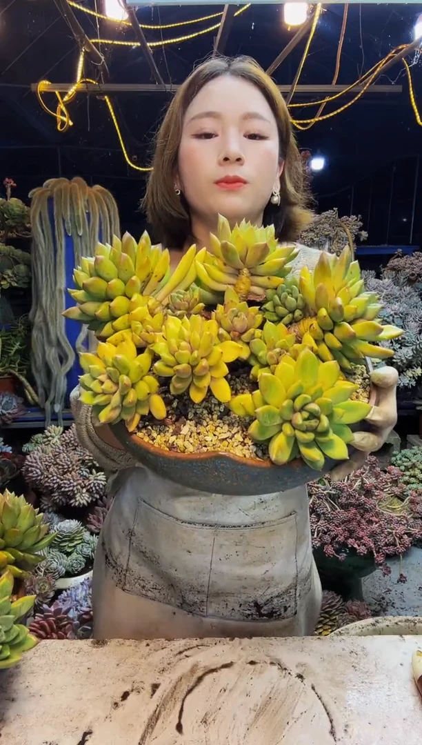 方*其特大黄金象牙脱土包邮