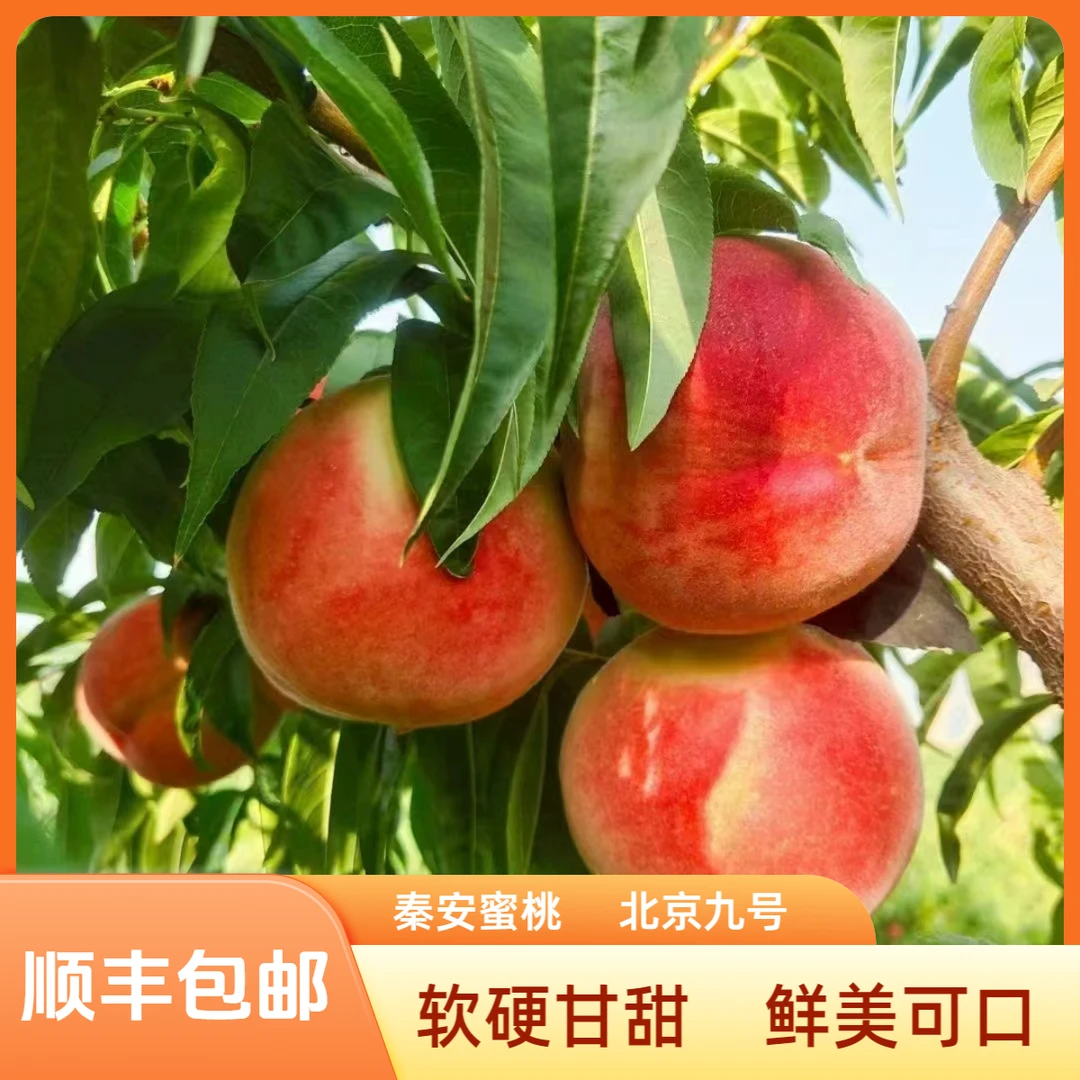 【北京九号】（甘肃省外）新鲜水蜜桃鲜应季孕妇水果桃子软硬甘甜多汁