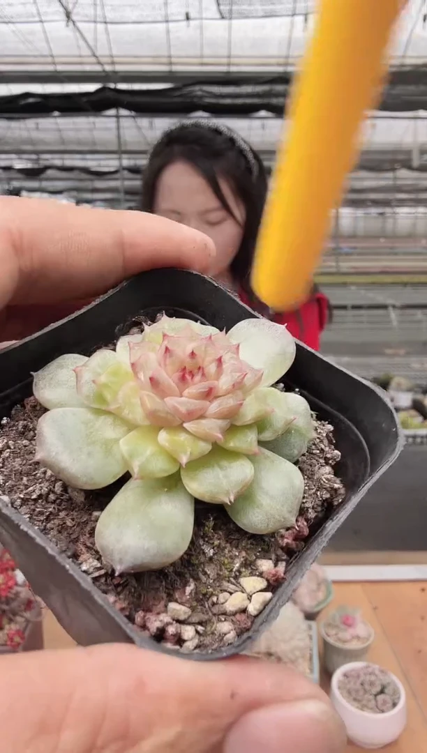 东云多肉园新款-136