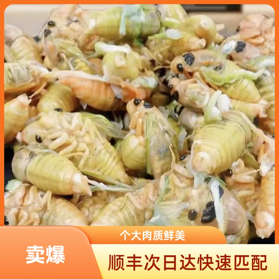 【顺丰次日达】品质热销：2025新鲜山东白1蝉【个大新鲜】顺丰包邮巨香巨好吃