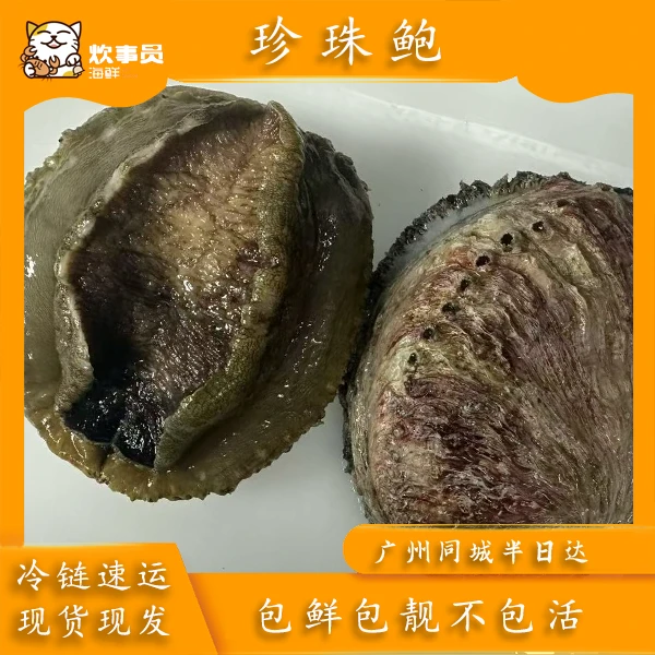 五只鲜活珍珠鲍南非吉品鲍鱼 脆爽鲜活充氧活发 海鲜码头发货