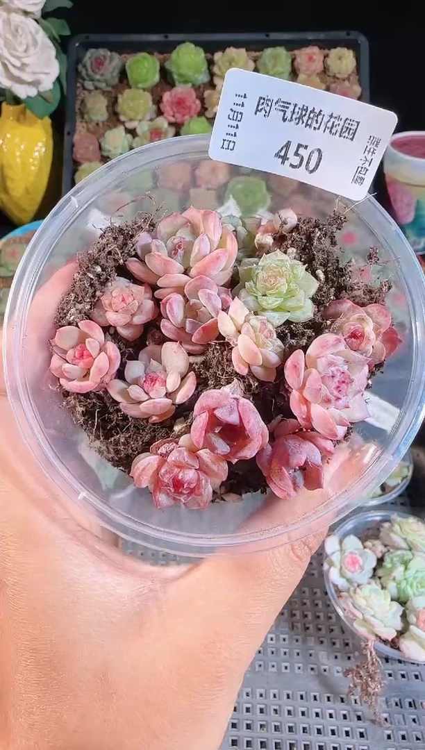 1111-450切糕（群生不包整）