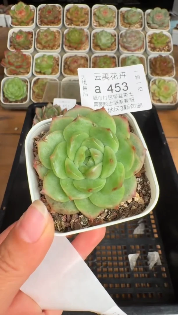 453a珍妮多肉(6.5cm杯）一物一拍 带盆土发