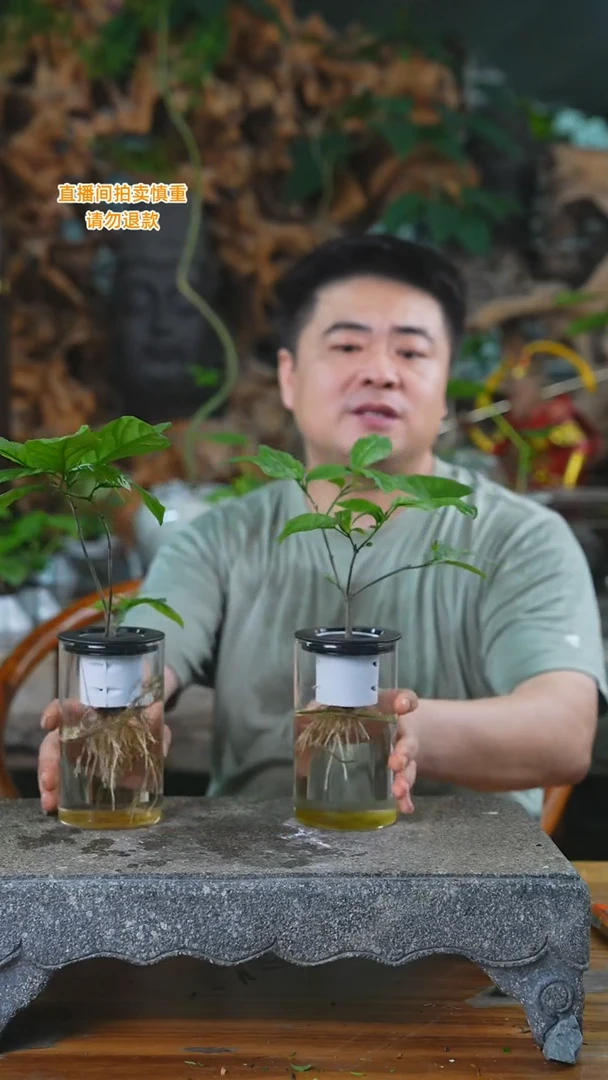 完全开放垂丝茉莉玻璃瓶