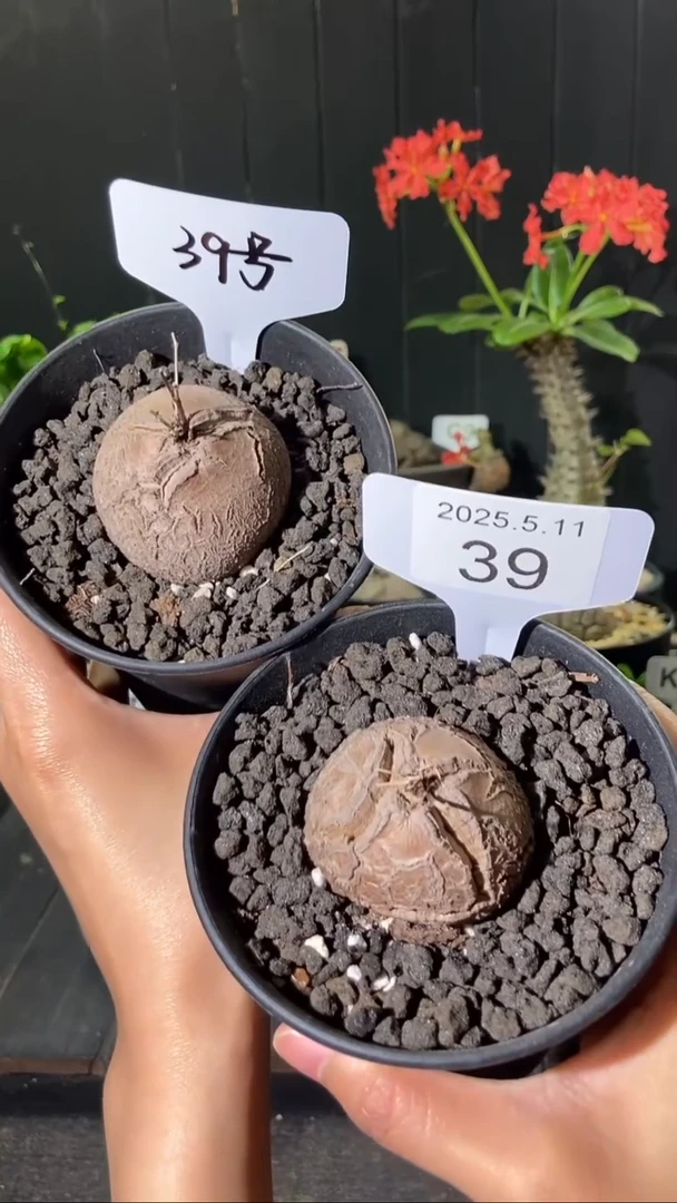 39号5.11 福利南非龟甲龙一组