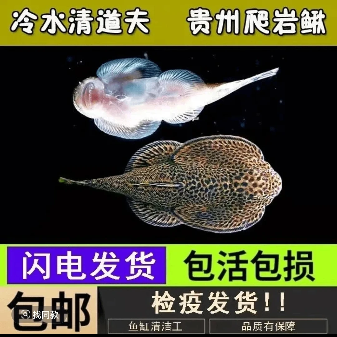 贵州爬岩鳅 双吸盘爬岩鳅 冷水清洁工淡水工具鱼 擦玻璃吃垃圾