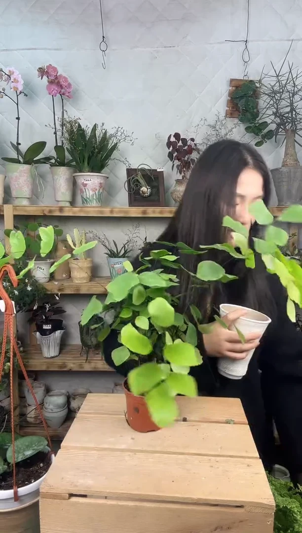 无花朵384银币铁线蕨