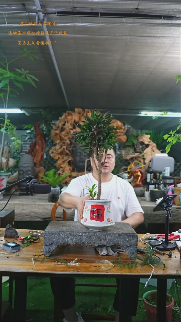完全开放朱蕉136+