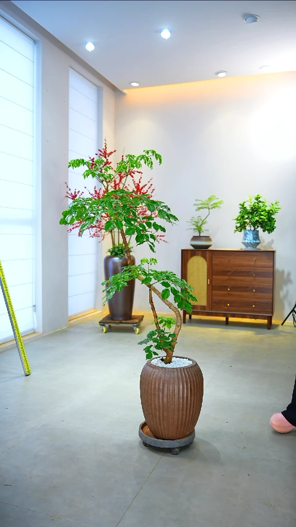 不开花植物小*琴幸福树