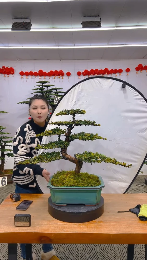 【闪购商品】盆景1