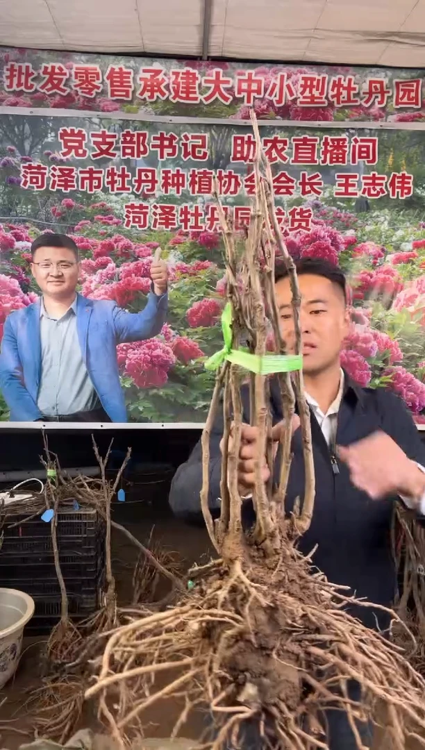 闪购菏泽牡丹园  岛锦10