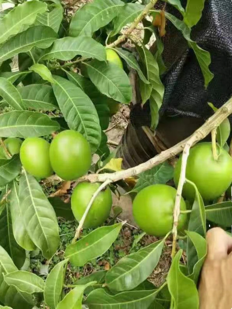 直播间果树苗一物一拍，所见所得，拍哪棵发哪棵。