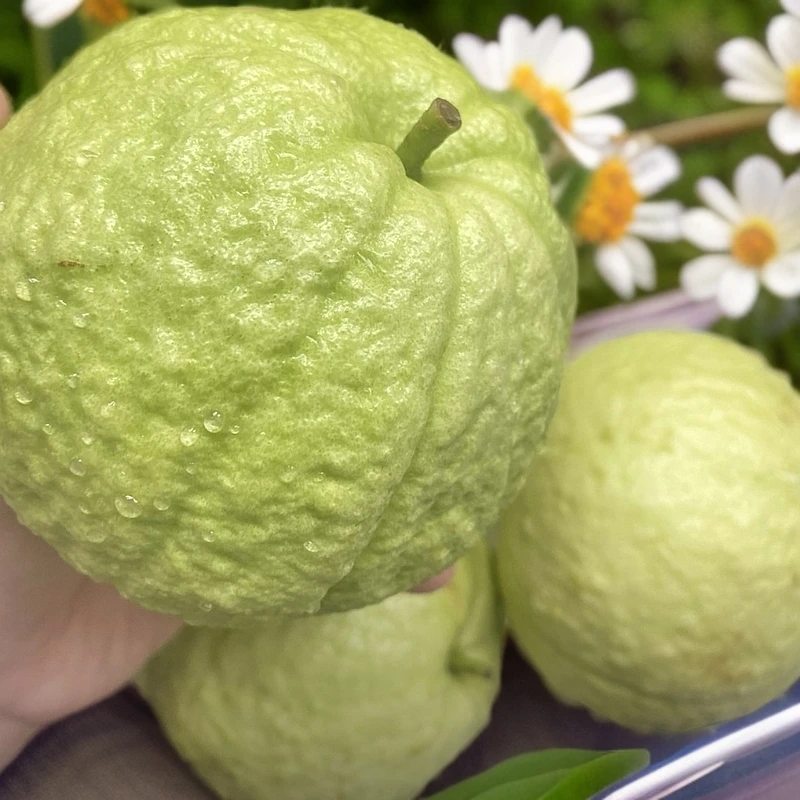 广东番石榴官桥基地老树白心芭乐番石榴新鲜当季水果现摘现发