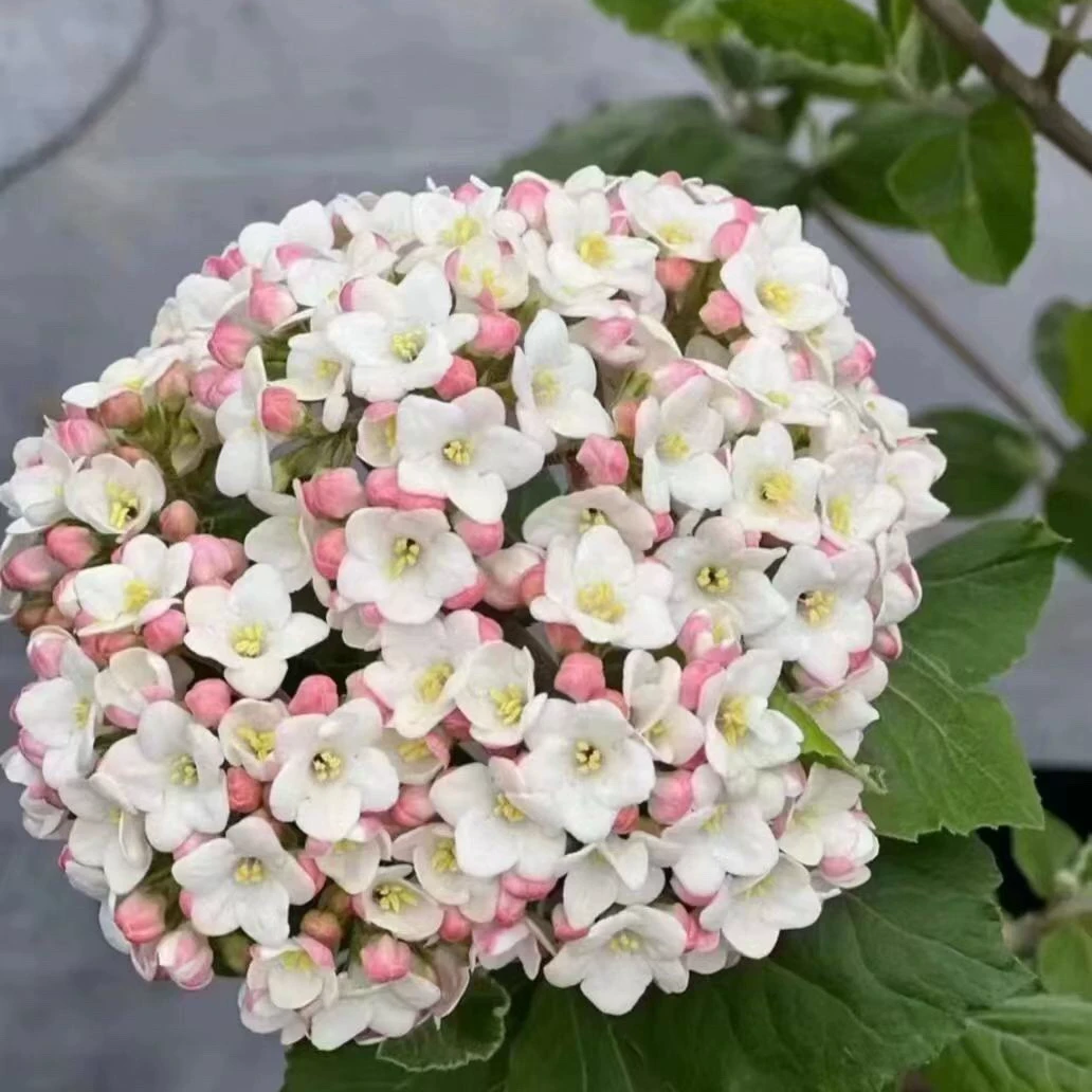 mozi/沫子新品木绣球浓香味木本绣球粉色红蕾雪球荚蒾树苗盆栽苗