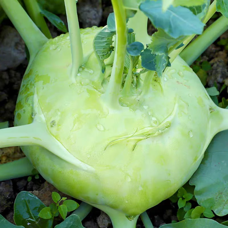 【青苤蓝种子】春秋水果苤蓝种子阳台盆栽耐热耐寒秋播蔬菜种子