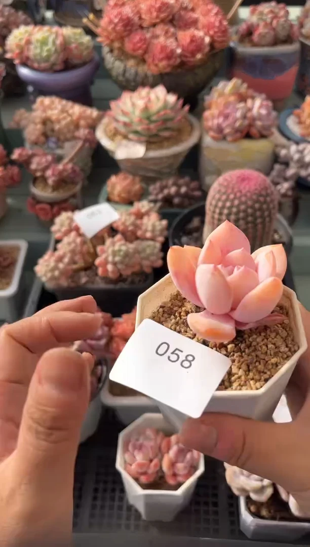 058单头奶茶多肉