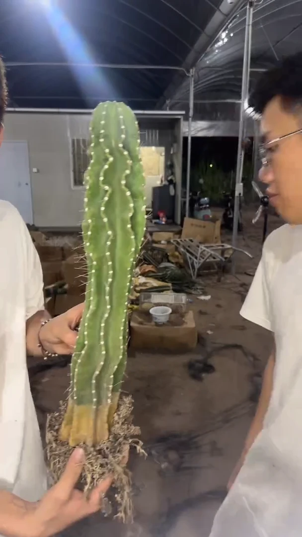 【带根】40cm+ 永凤柱