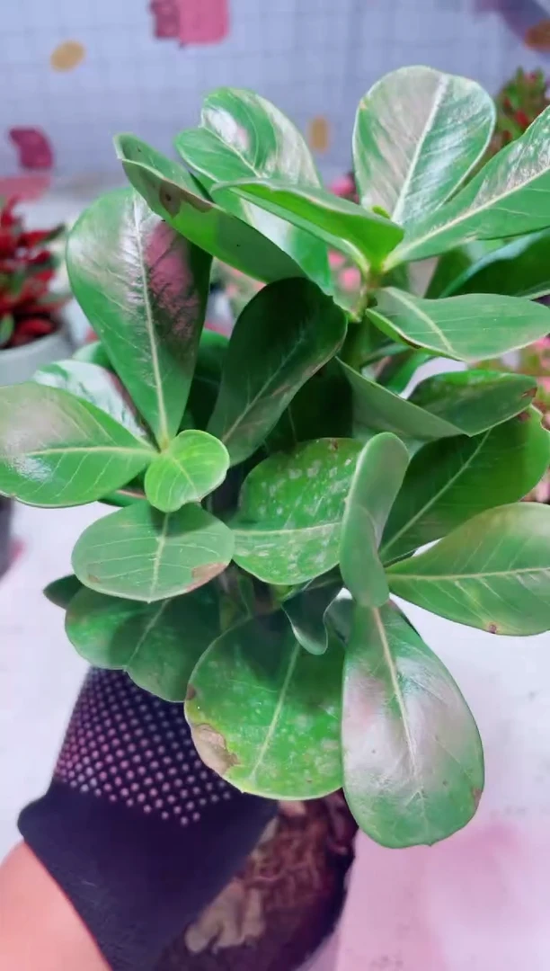 沙漠玫瑰 多肉植物