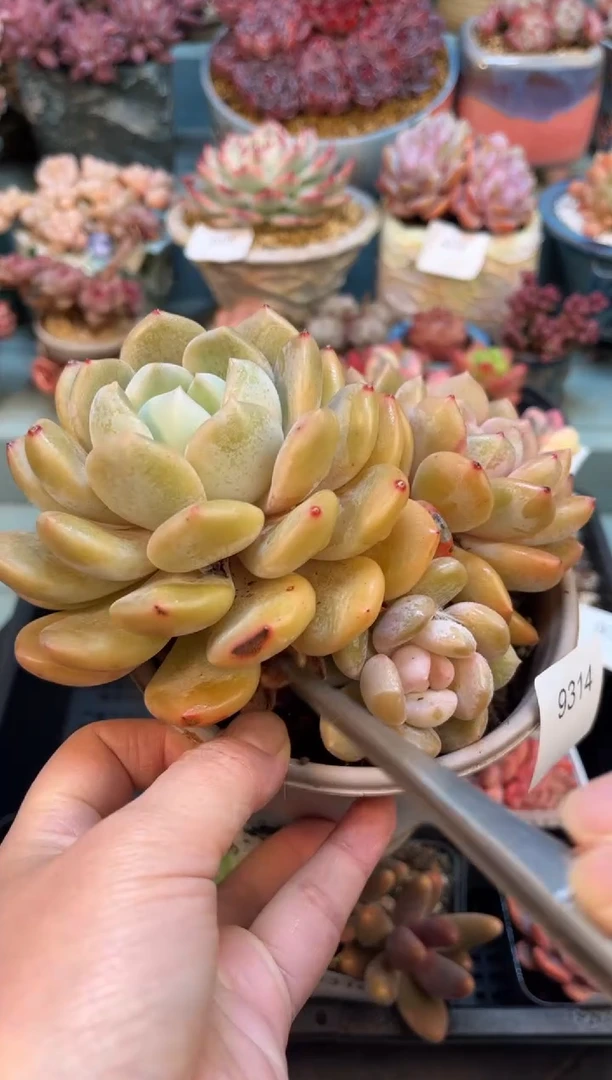 9314三头冰橙多肉