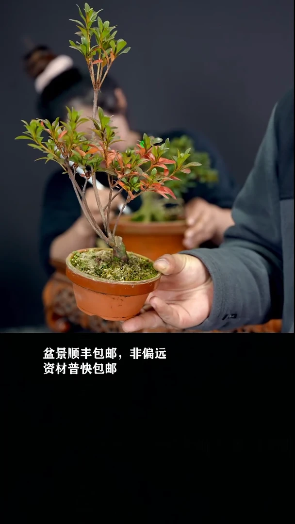 无花朵阿*皋月杜鹃-488