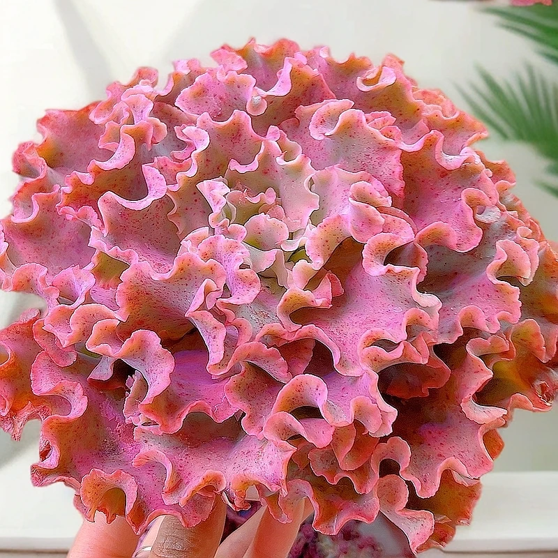 米淇家的女王花笠包菜系列多肉植物