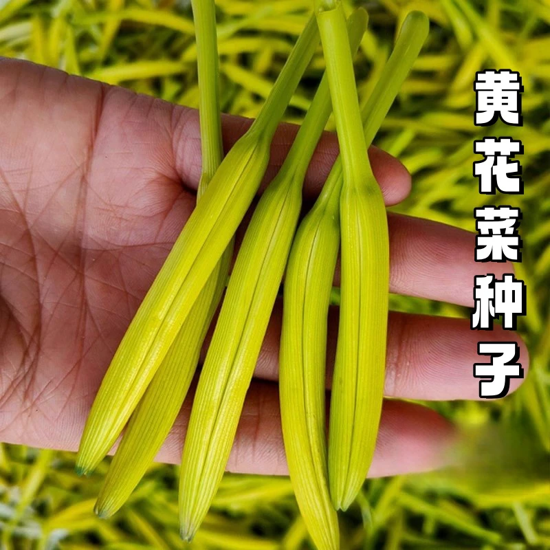 【食用黄花菜种子】春秋四季金针菜种籽大面积种植观赏蔬菜种孑