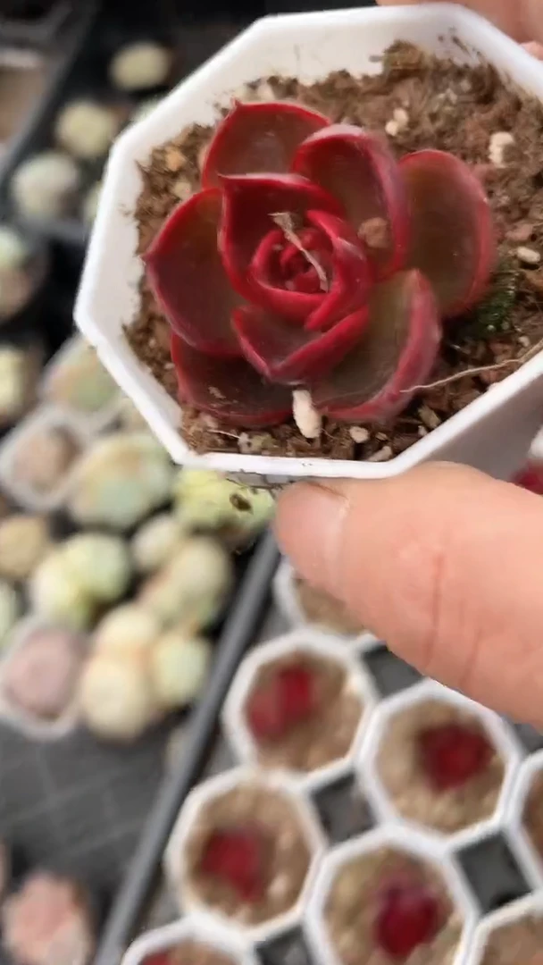 【闪购商品】红灯多肉8角